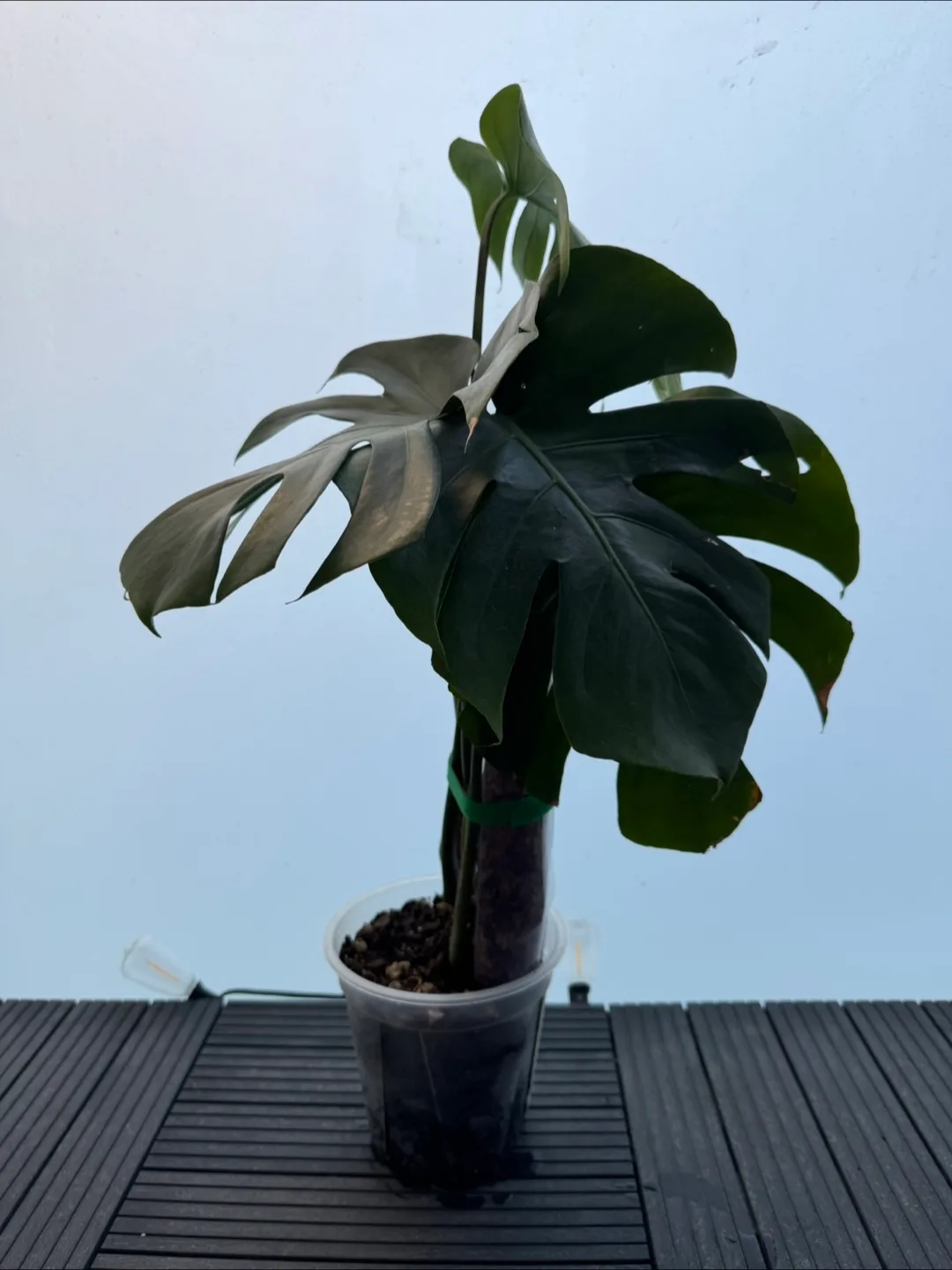 Healthy Monstera Plant with 4 fenestrated leaves image indicator(3)