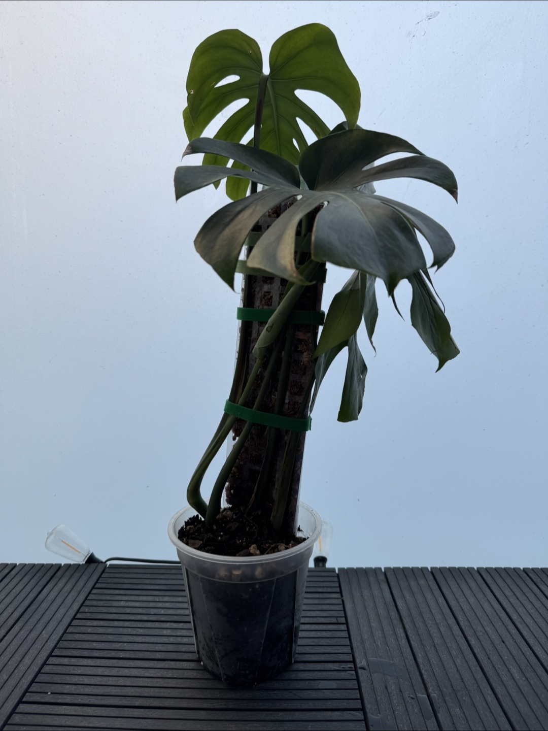 Healthy Monstera Plant with 4 fenestrated leaves - photo 2