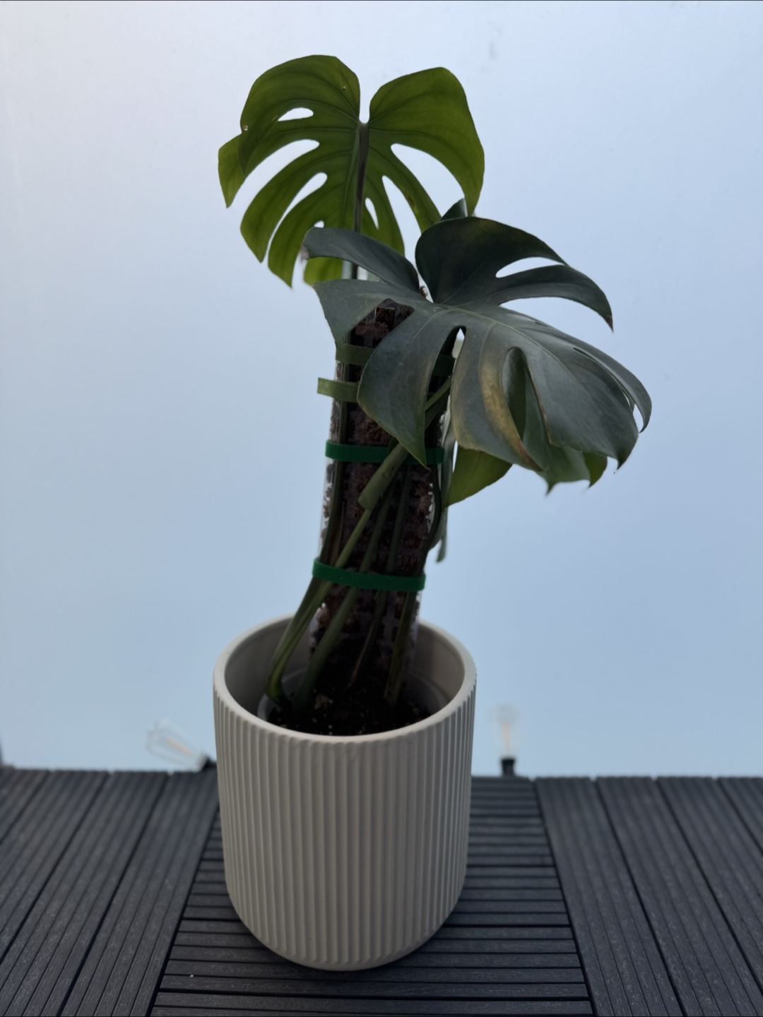 Healthy Monstera Plant with 4 fenestrated leaves