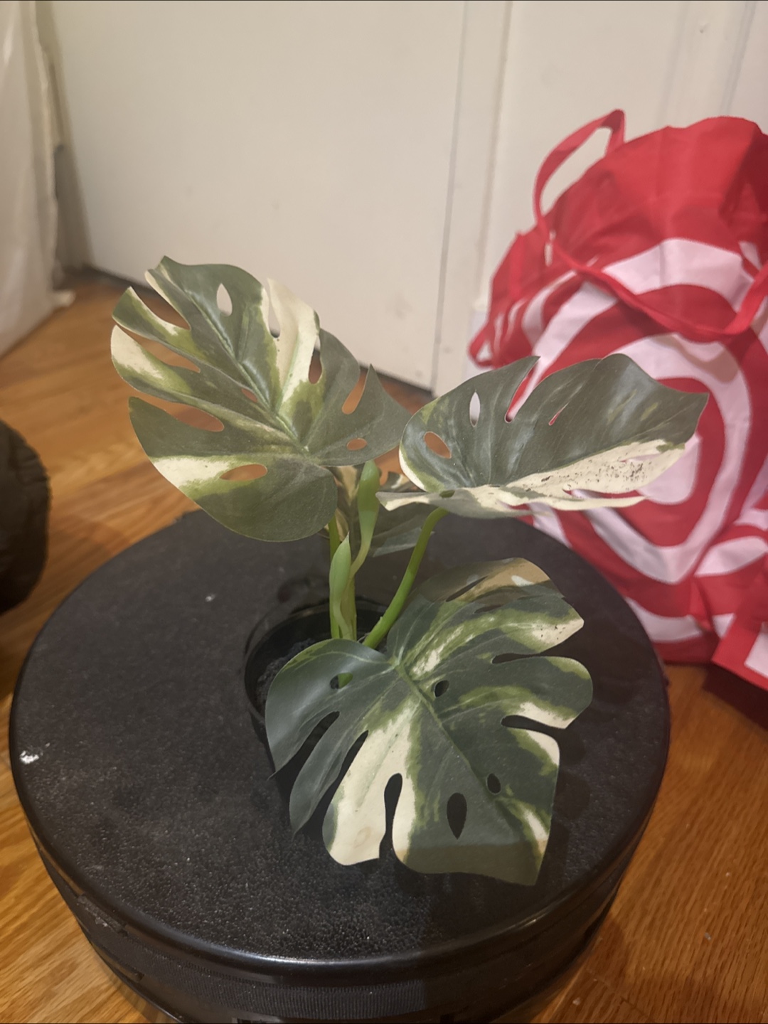 Artificial Plants - photo 3