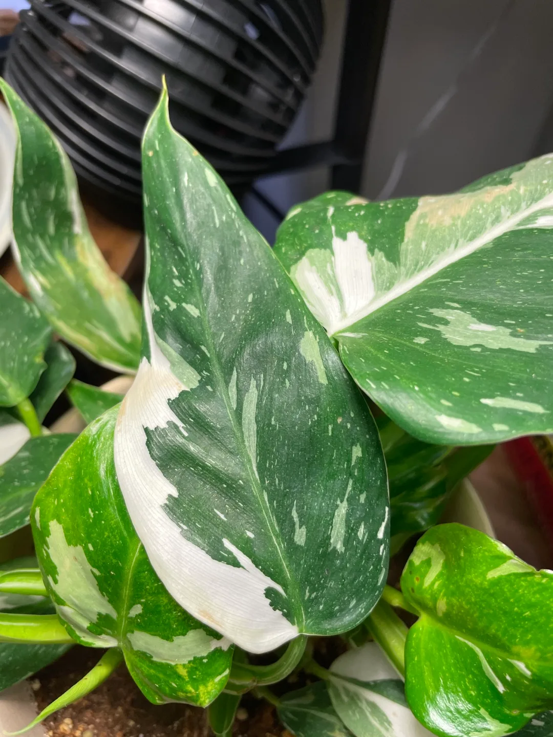 Philodendron White Wizard image indicator(4)