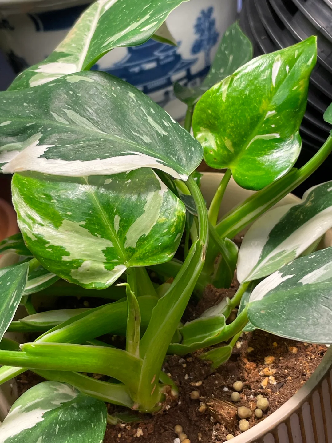 Philodendron White Wizard image indicator(2)