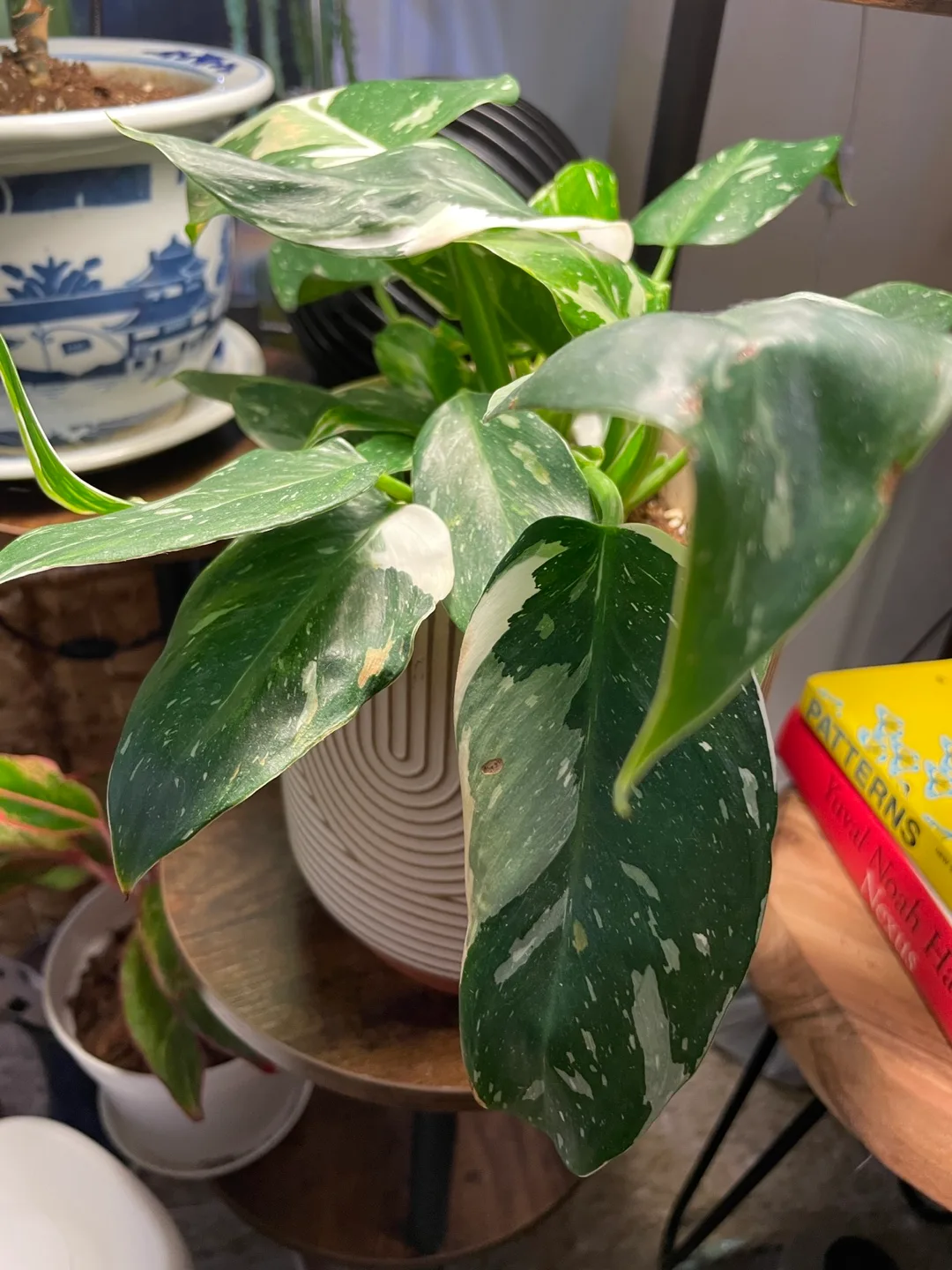 Philodendron White Wizard image indicator(3)