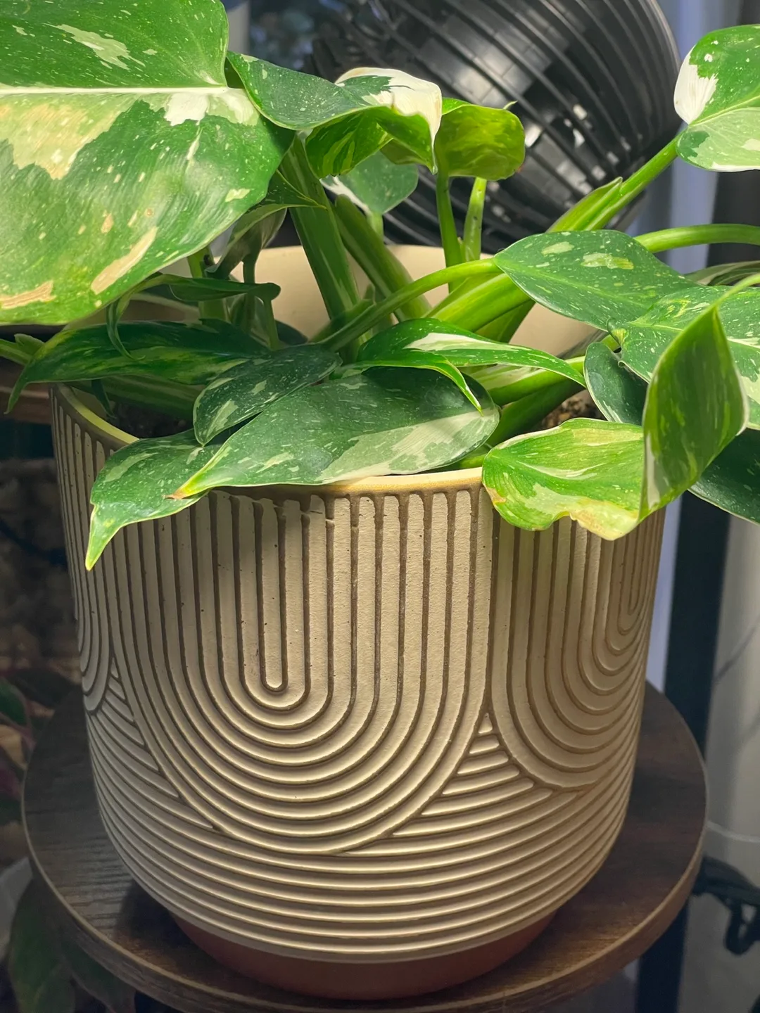 Philodendron White Wizard image indicator(5)