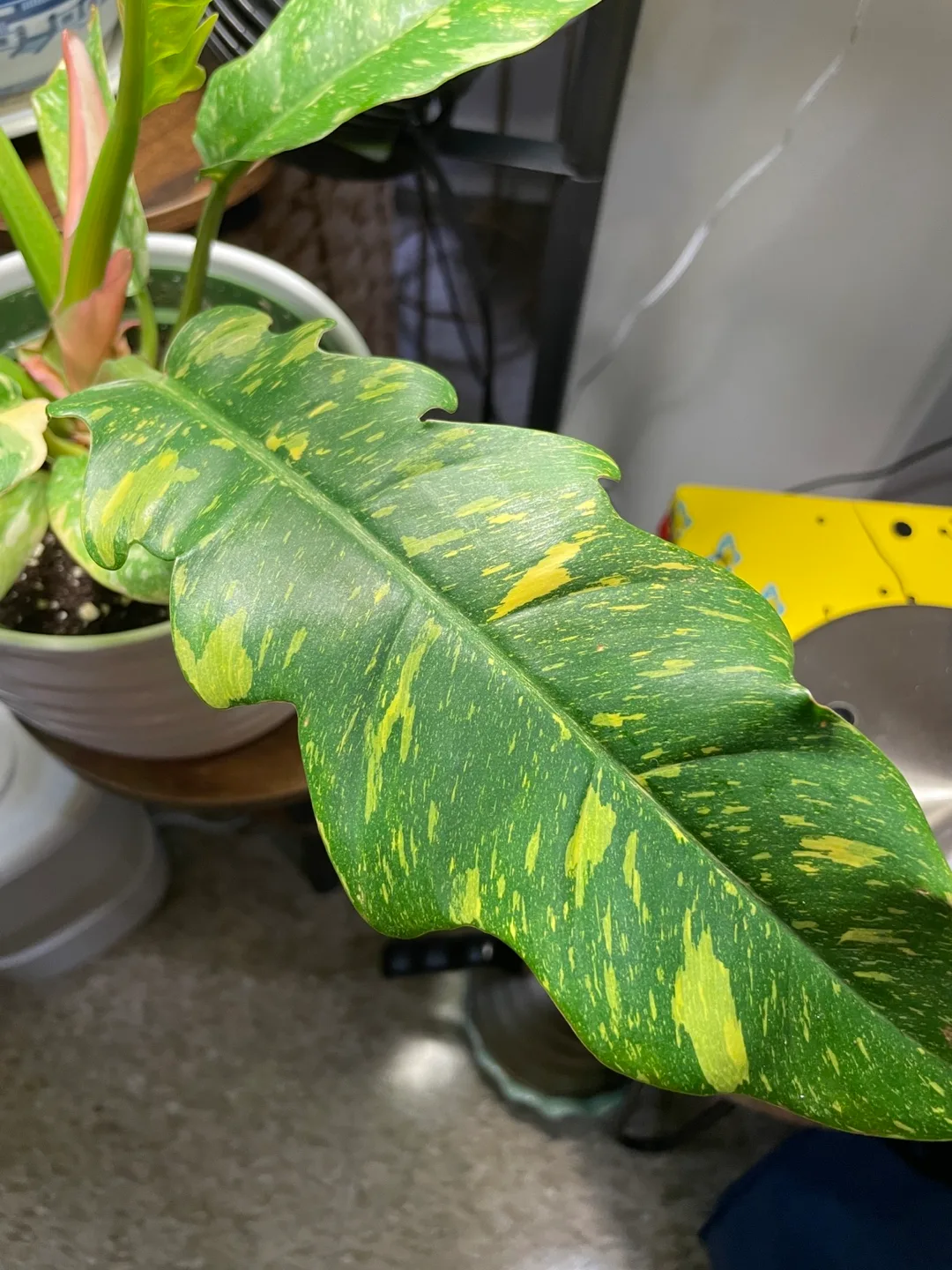 Philodendron Ring of Fire Plant image indicator(3)