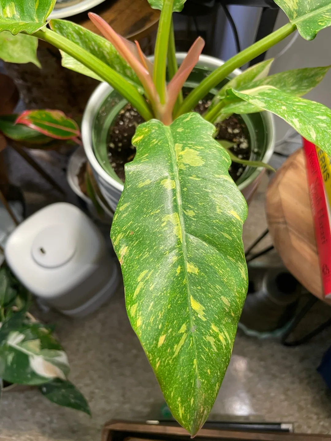 Philodendron Ring of Fire Plant image indicator(2)