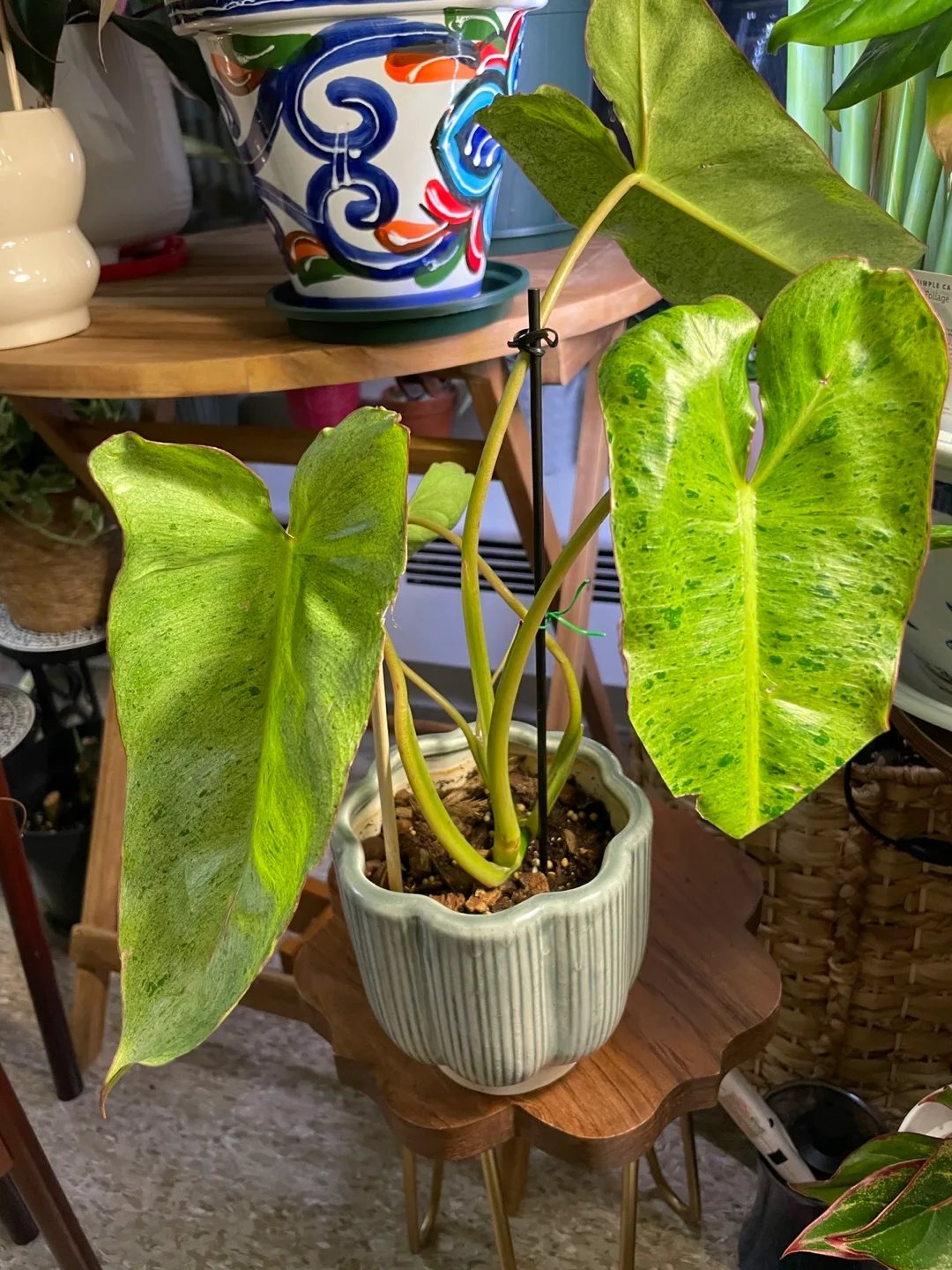 Philodendron Paraiso Verde image indicator(2)