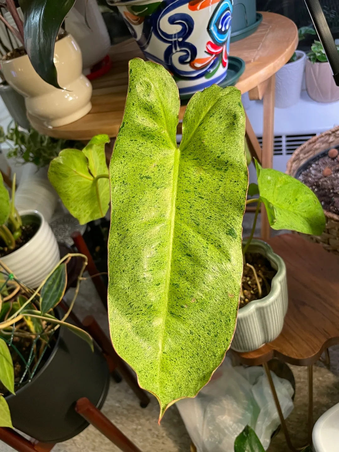 Philodendron Paraiso Verde image indicator(3)