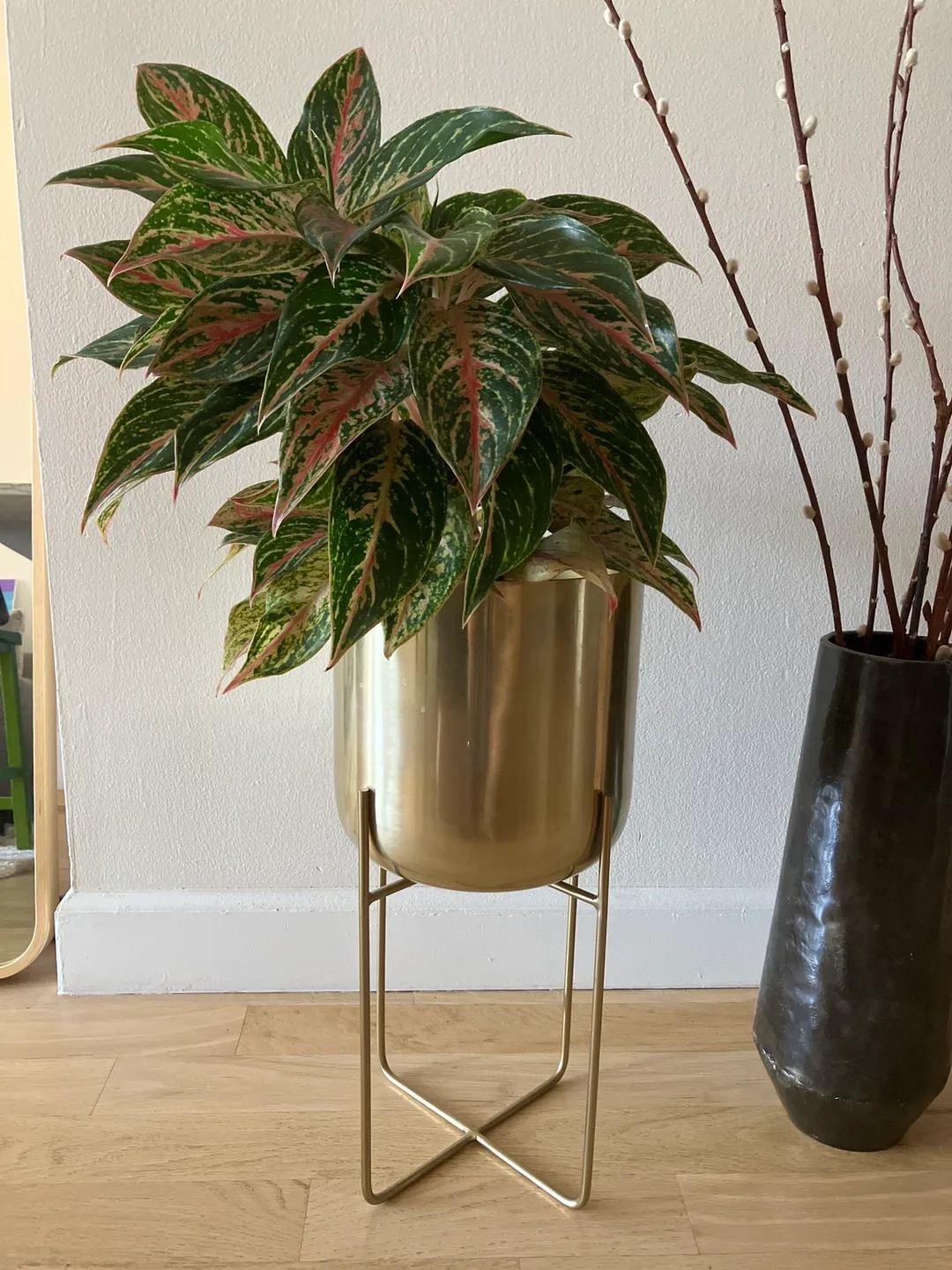 Aglaonema Plant in Gold Planter image indicator(3)