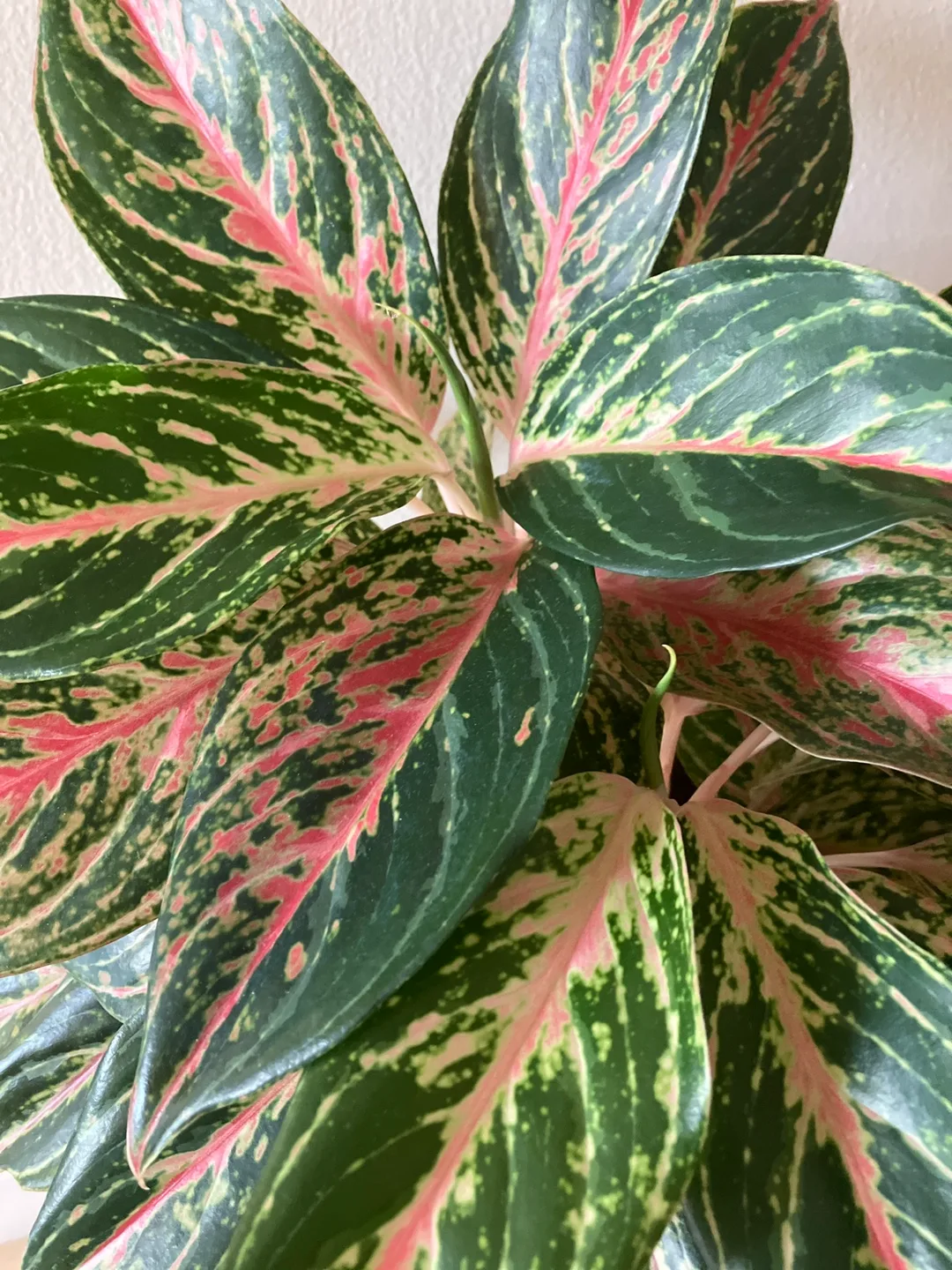 Aglaonema Plant in Gold Planter image indicator(2)