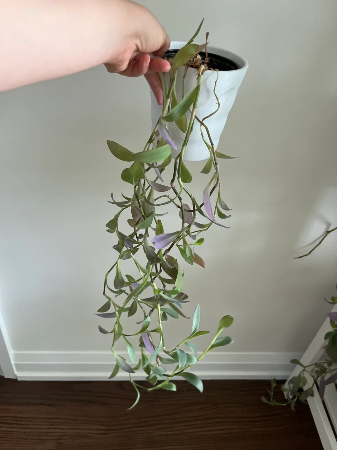 Purple Heart Plant thumbnail