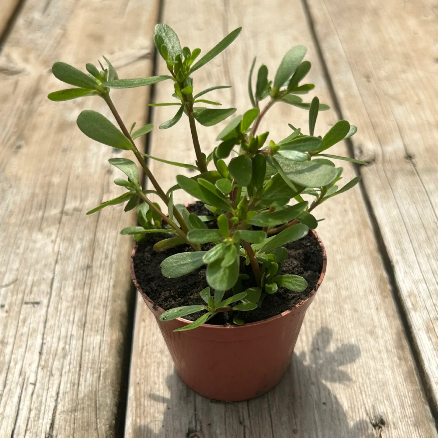 Purslane Plant 🪴 thumbnail