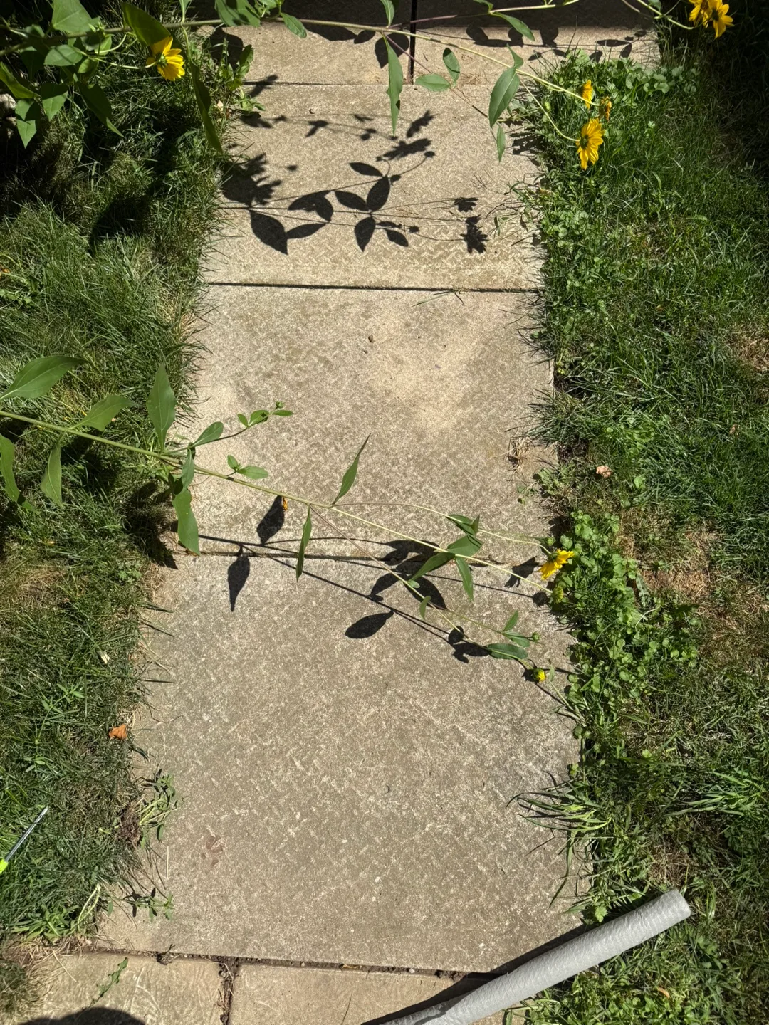 Free patio stones . I just removed and ready to go thumbnail