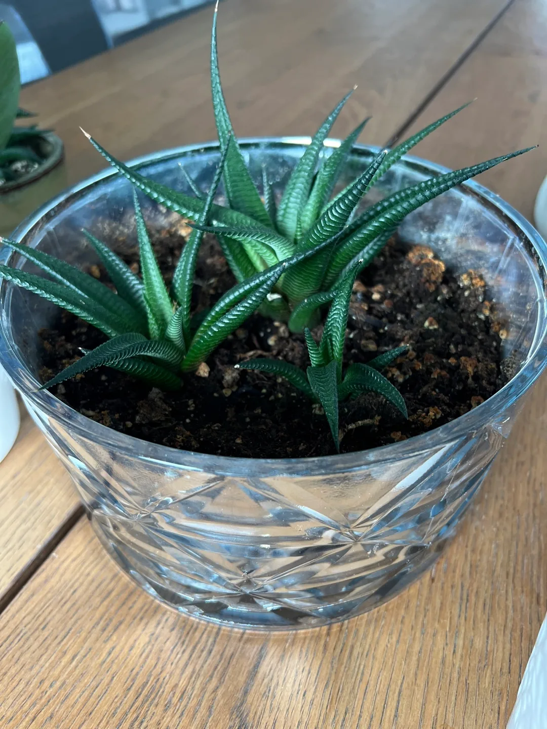 Haworthia Plant in Glass Pot 9” thumbnail