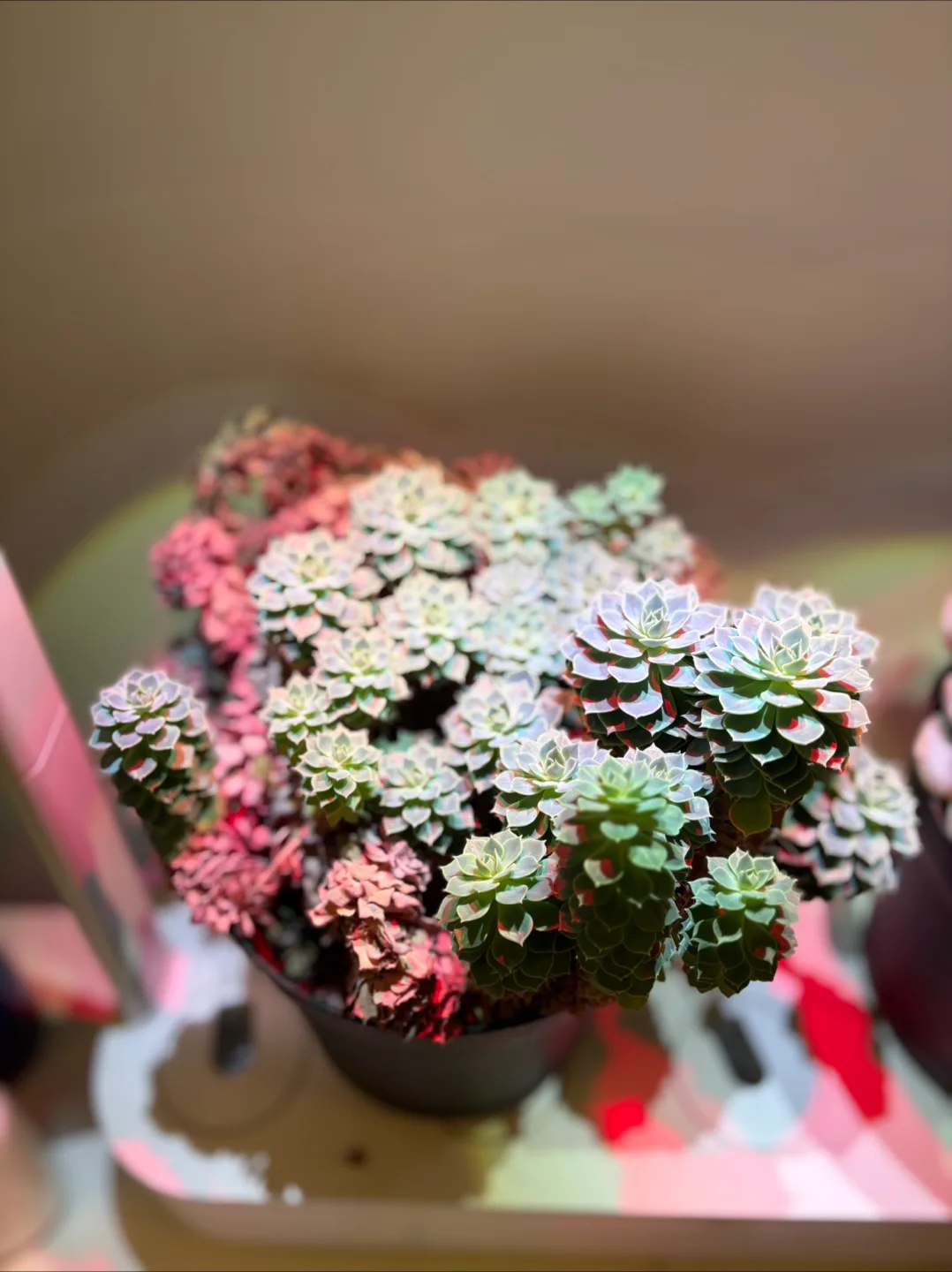 Free Plants 🪴 image indicator(2)