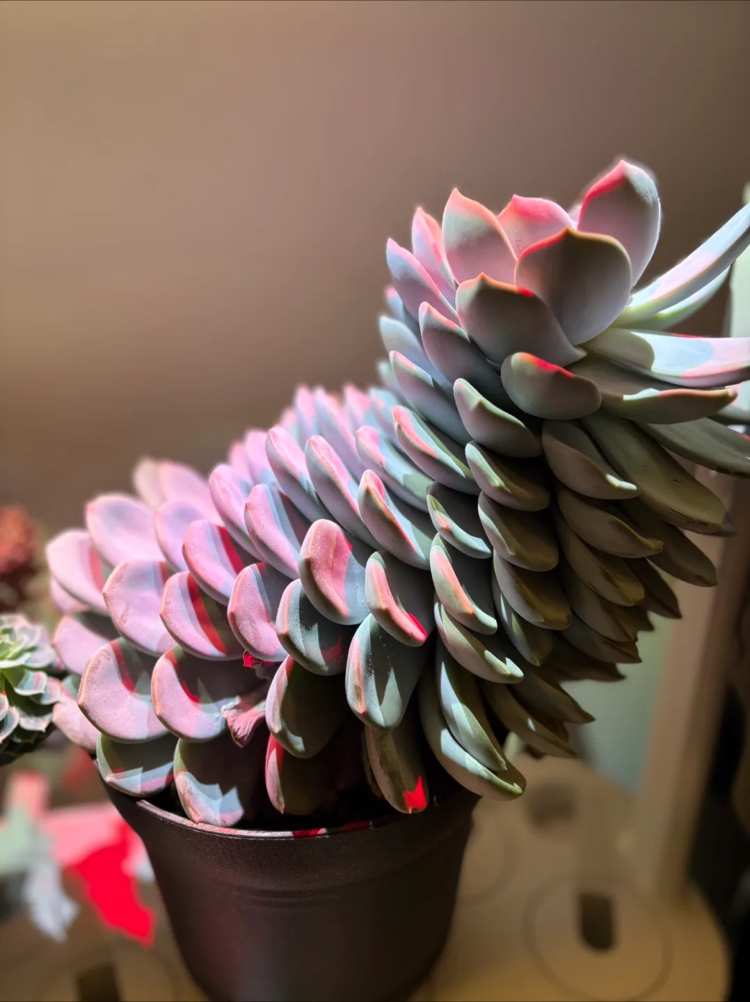 Free Plants 🌱 image indicator(2)