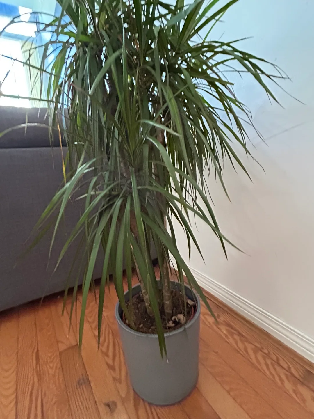 🪴 Dracaena Marginata Plant image indicator(4)