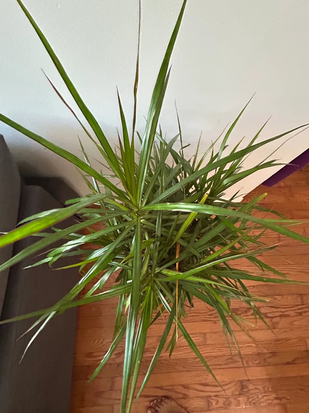 🪴 Dracaena Marginata Plant image indicator(3)