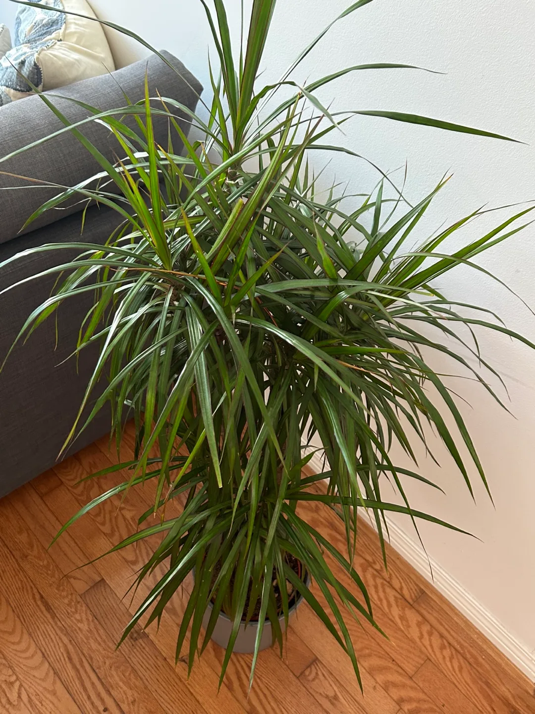 🪴 Dracaena Marginata Plant image indicator(2)