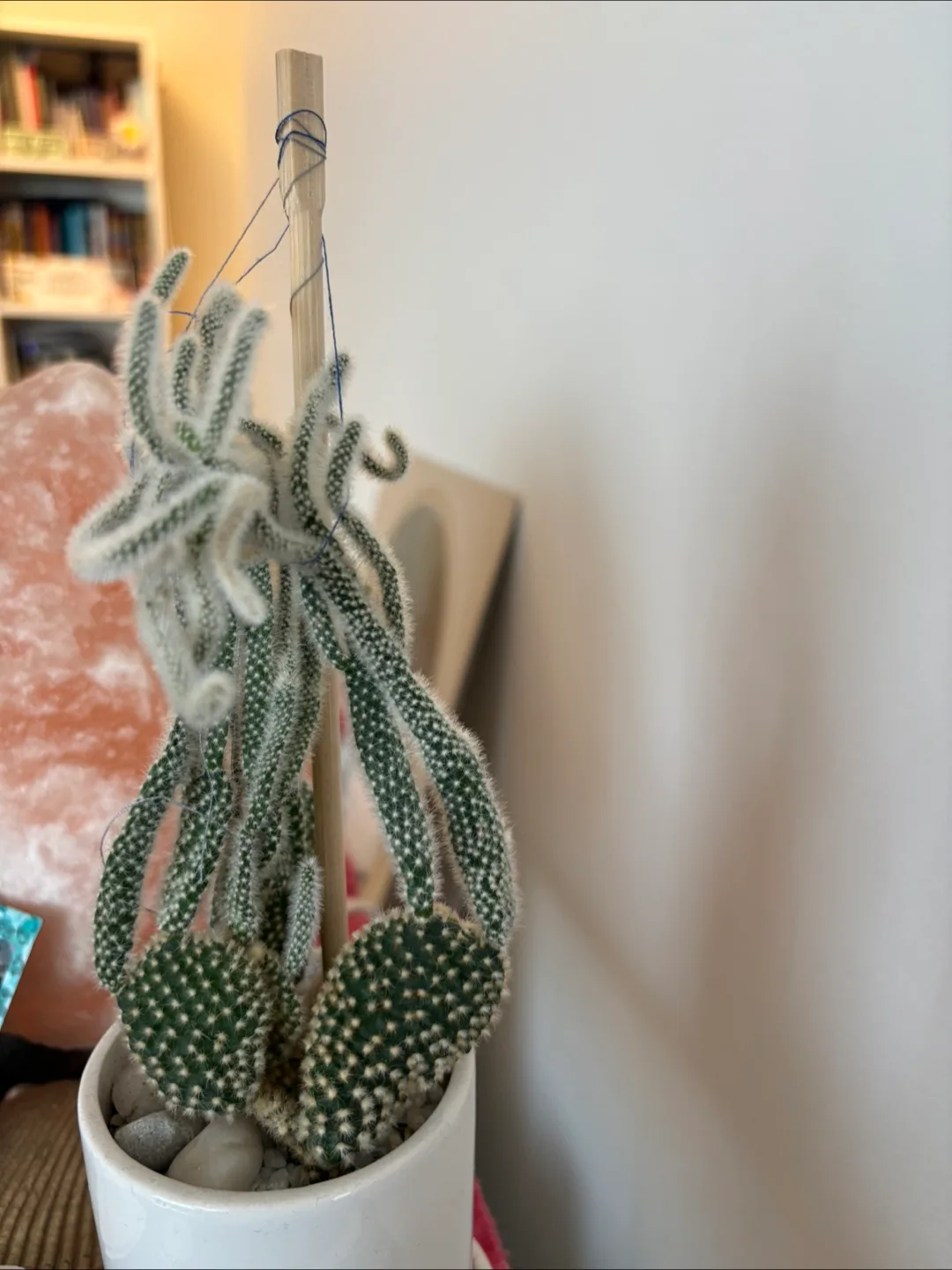 Free Bunny Ears Cactus in White Pot 🌵 image indicator(2)
