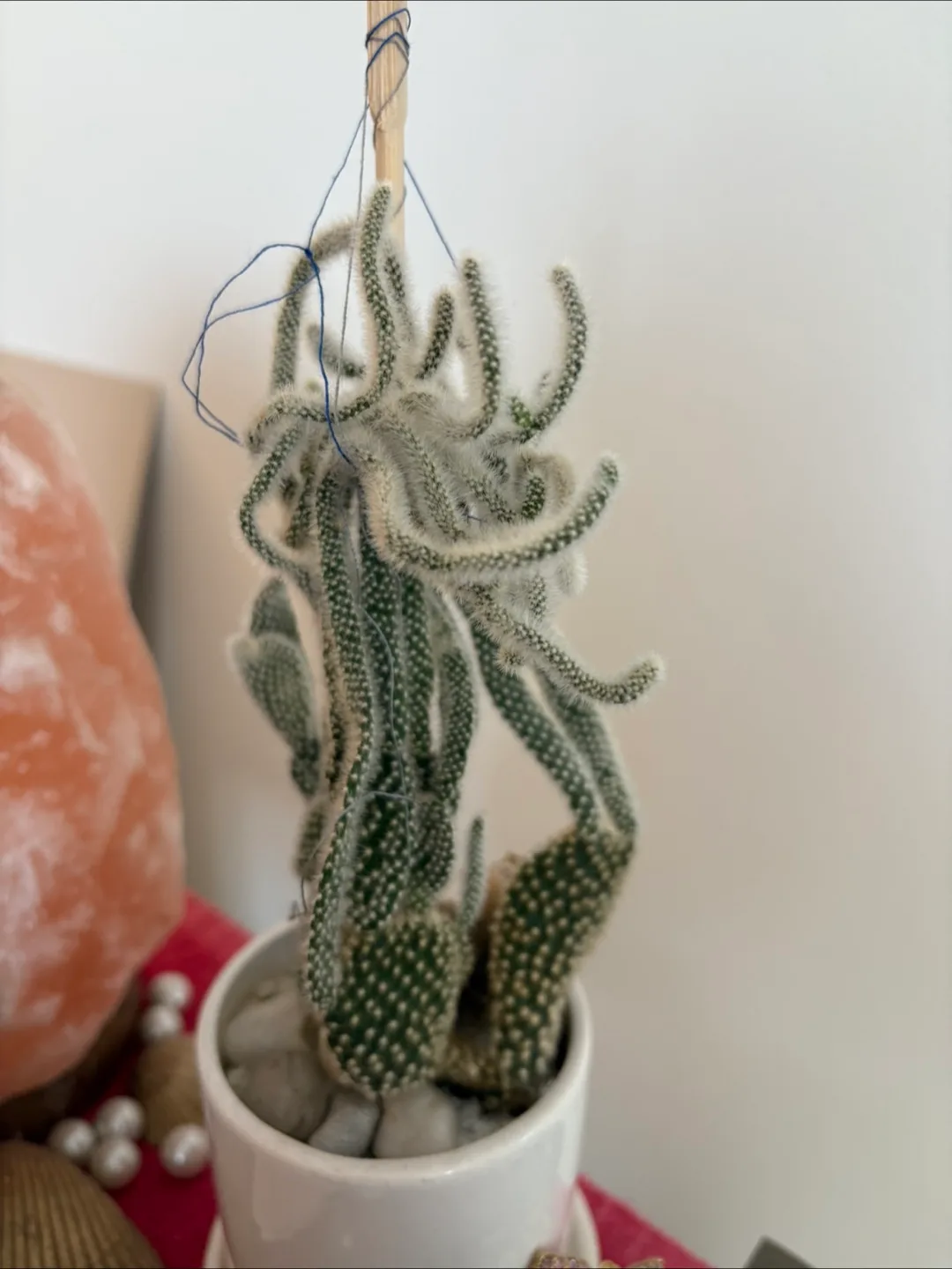 Free Bunny Ears Cactus in White Pot 🌵