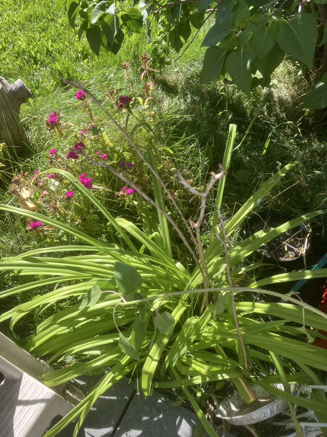 Plants, pots etc.