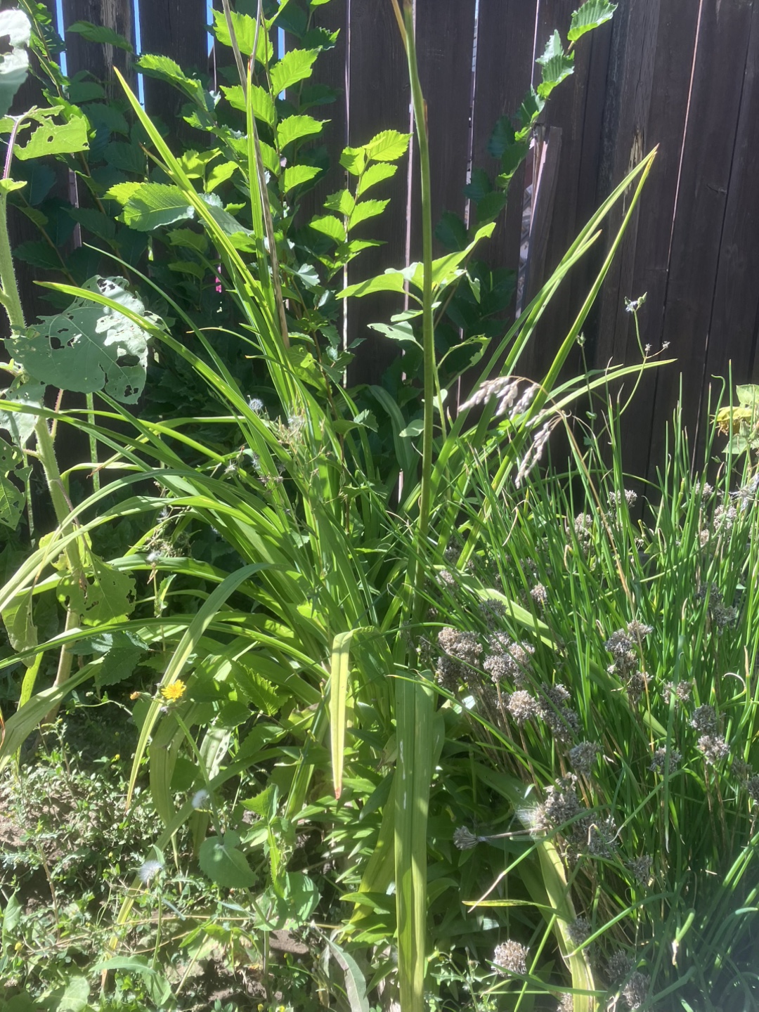 Plants, pots etc. - photo 2