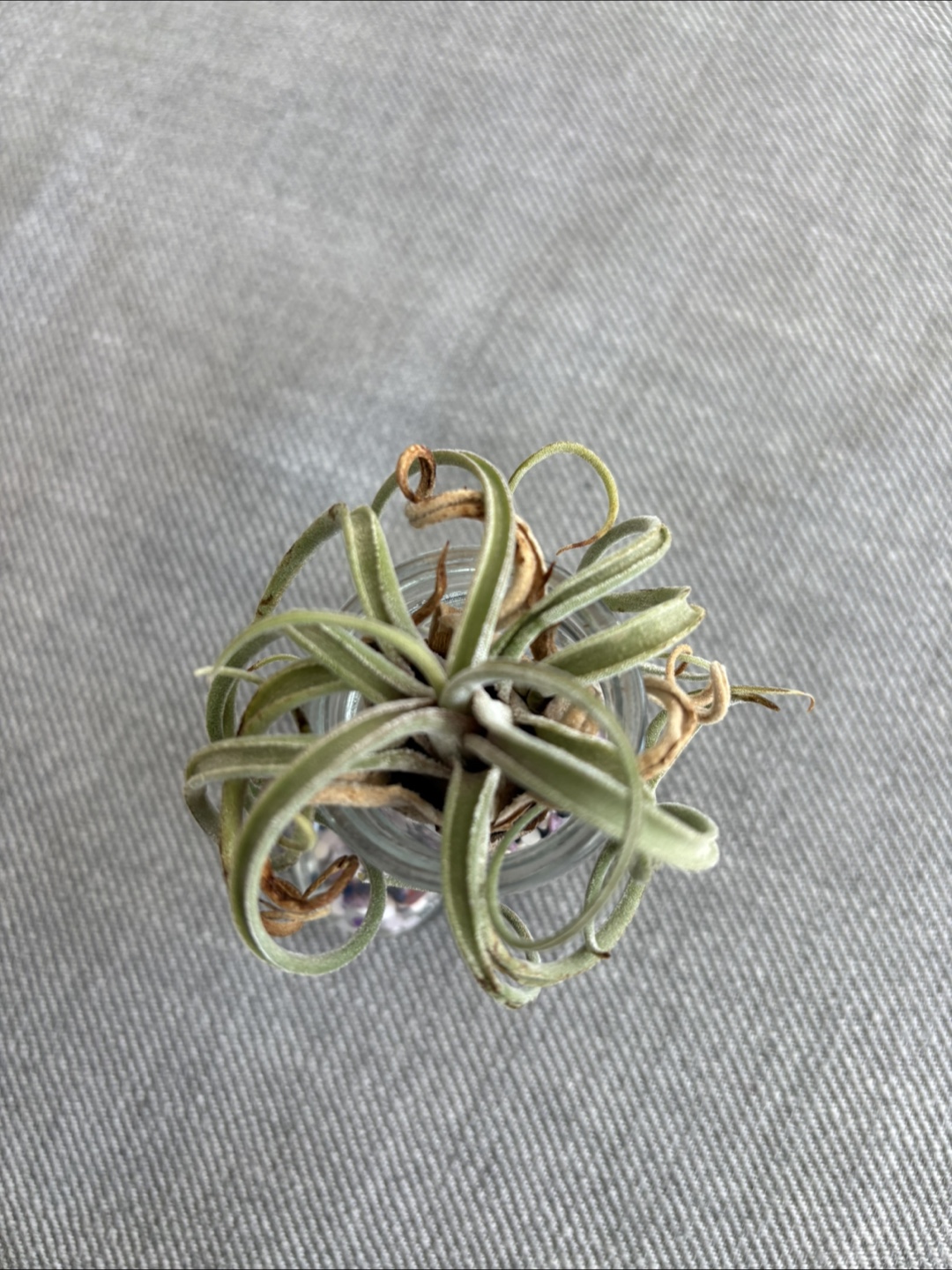 Free Air Plant in Glass Boot - photo 2