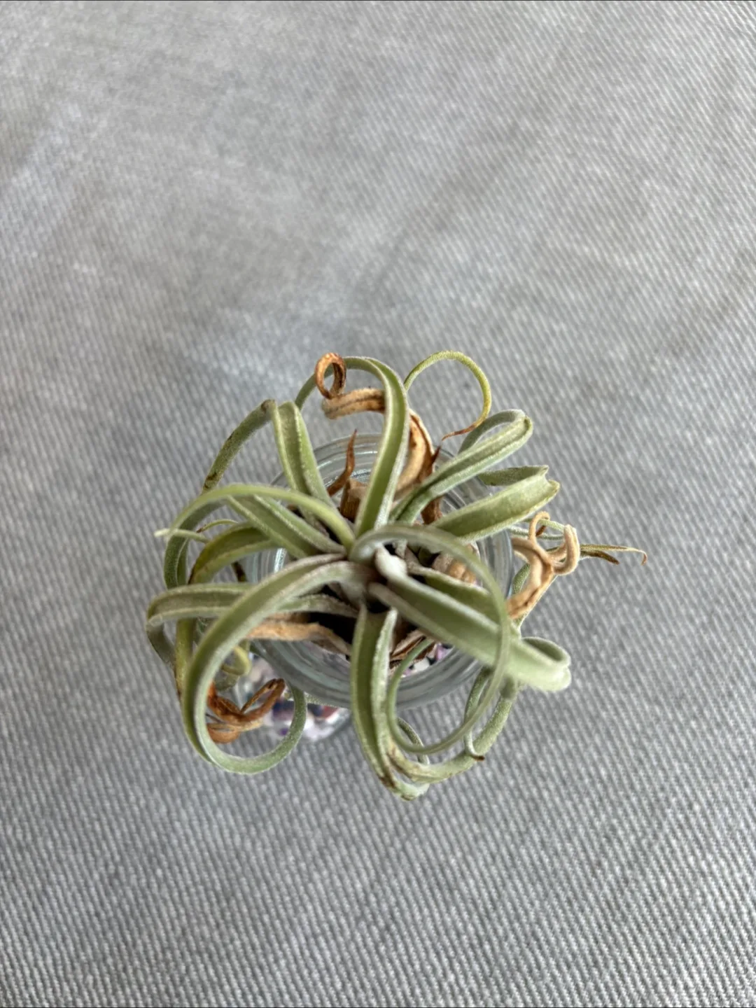 Free Air Plant in Glass Boot image indicator(2)