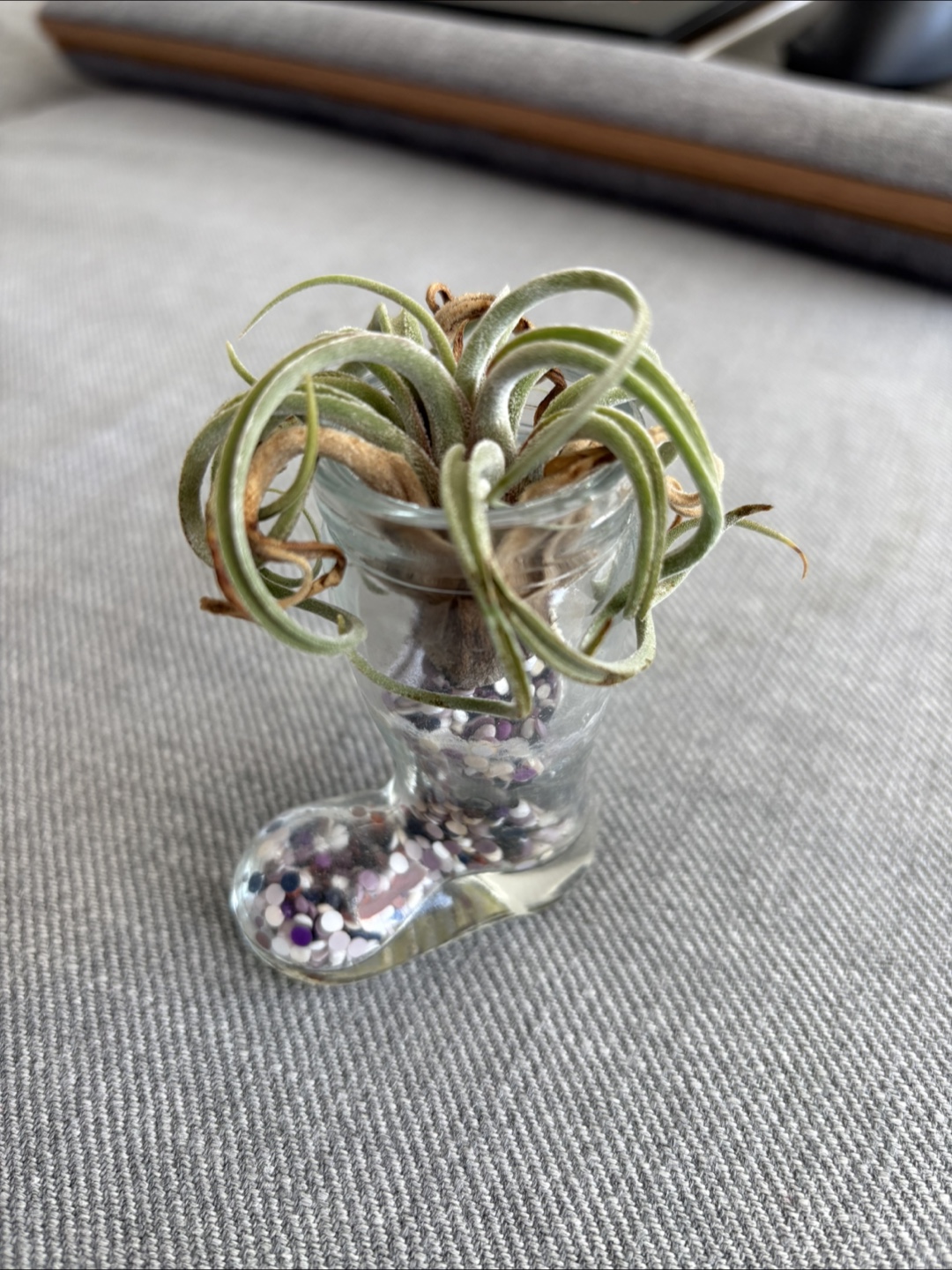 Free Air Plant in Glass Boot