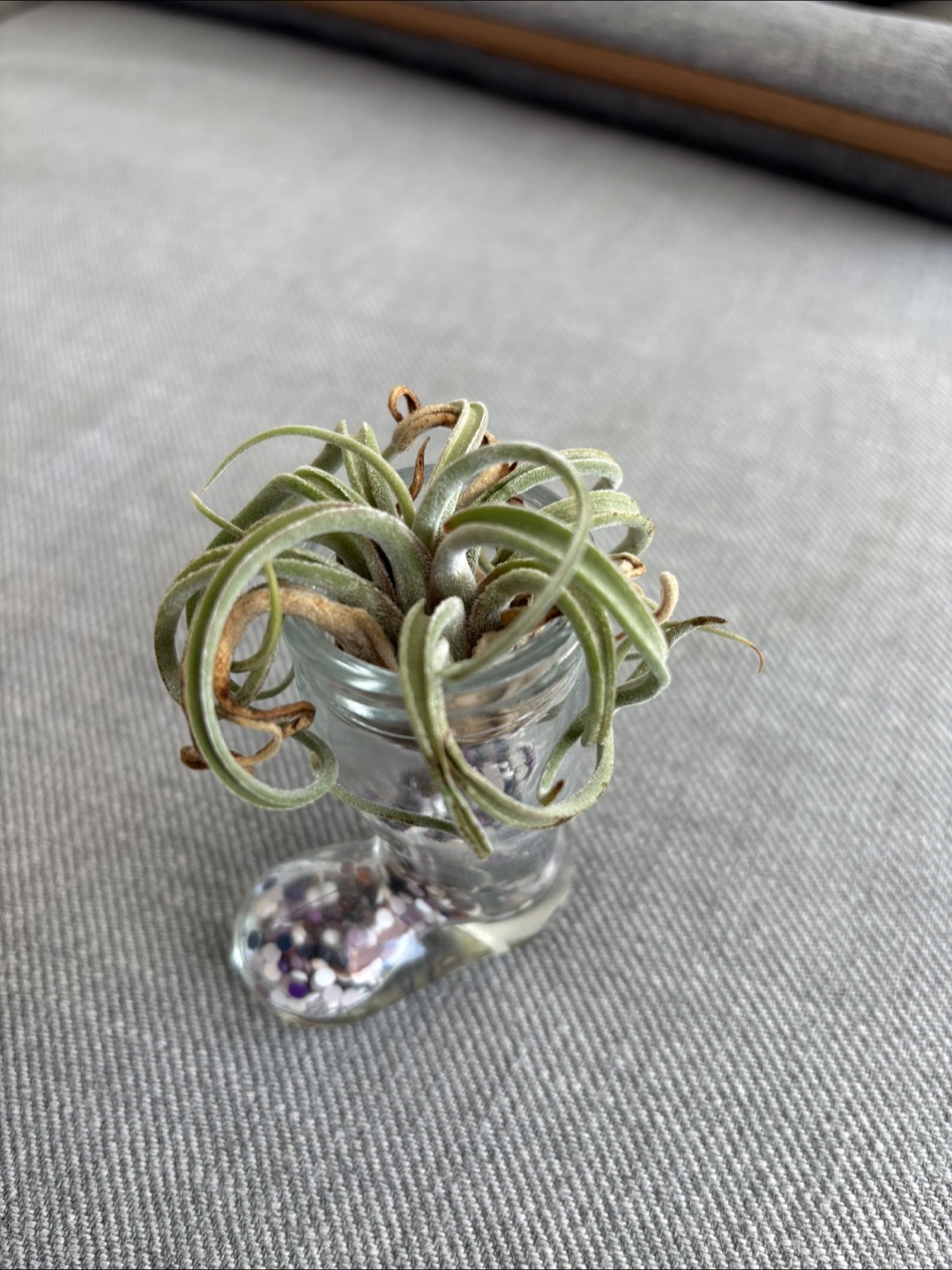 Free Air Plant in Glass Boot - photo 3