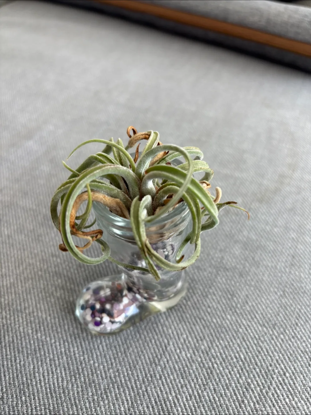 Free Air Plant in Glass Boot image indicator(3)