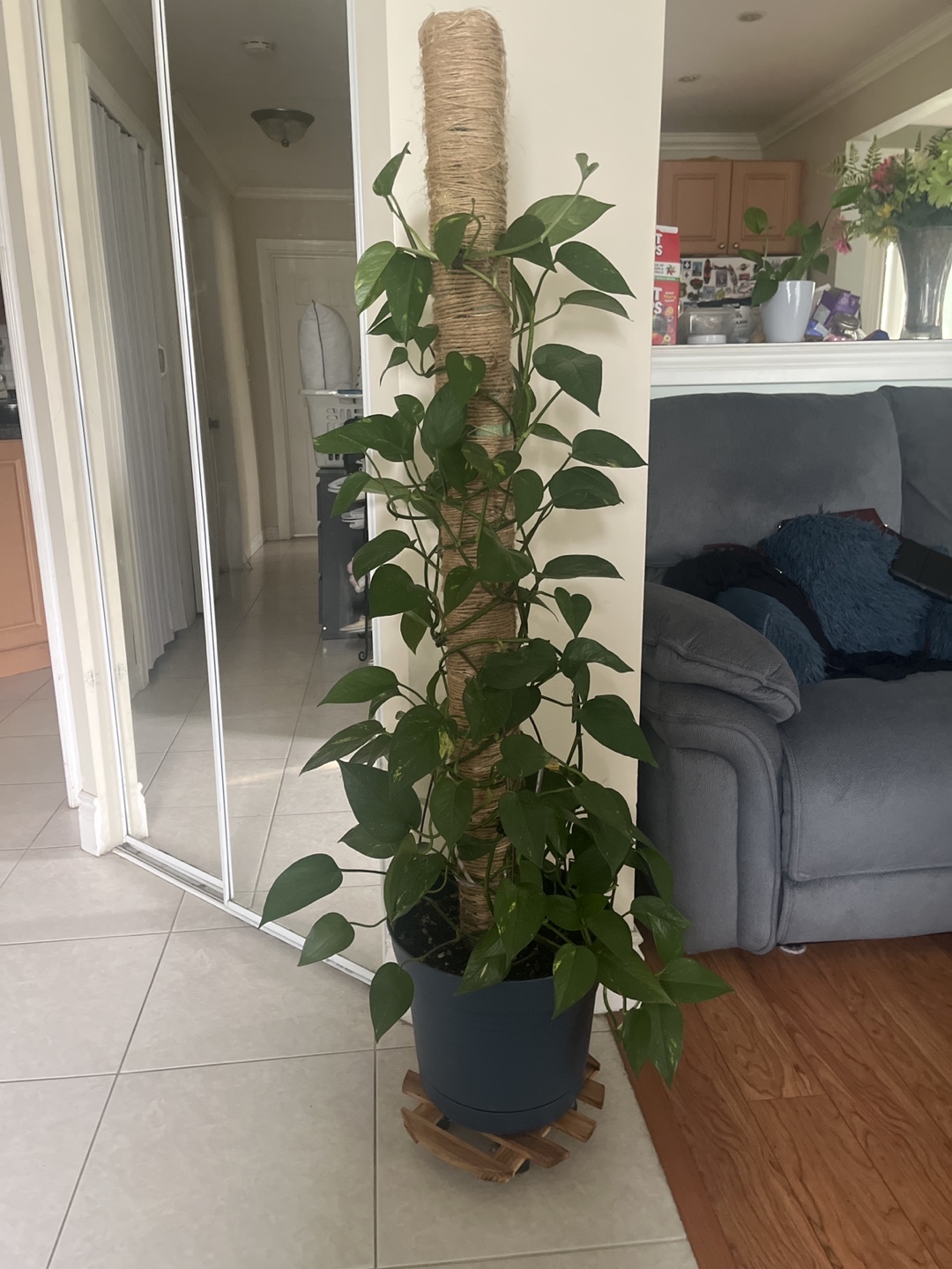 Potted Golden Pothos Plant with Moss Pole