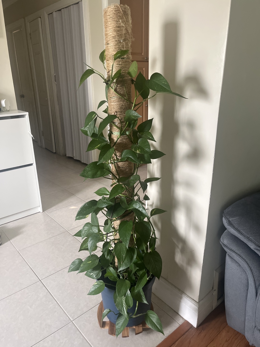 Potted Golden Pothos Plant with Moss Pole - photo 2