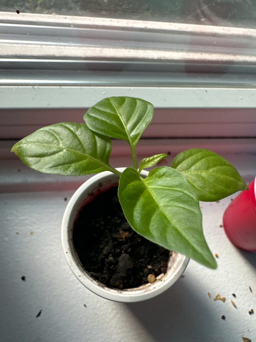 Pepper Plant Seedling