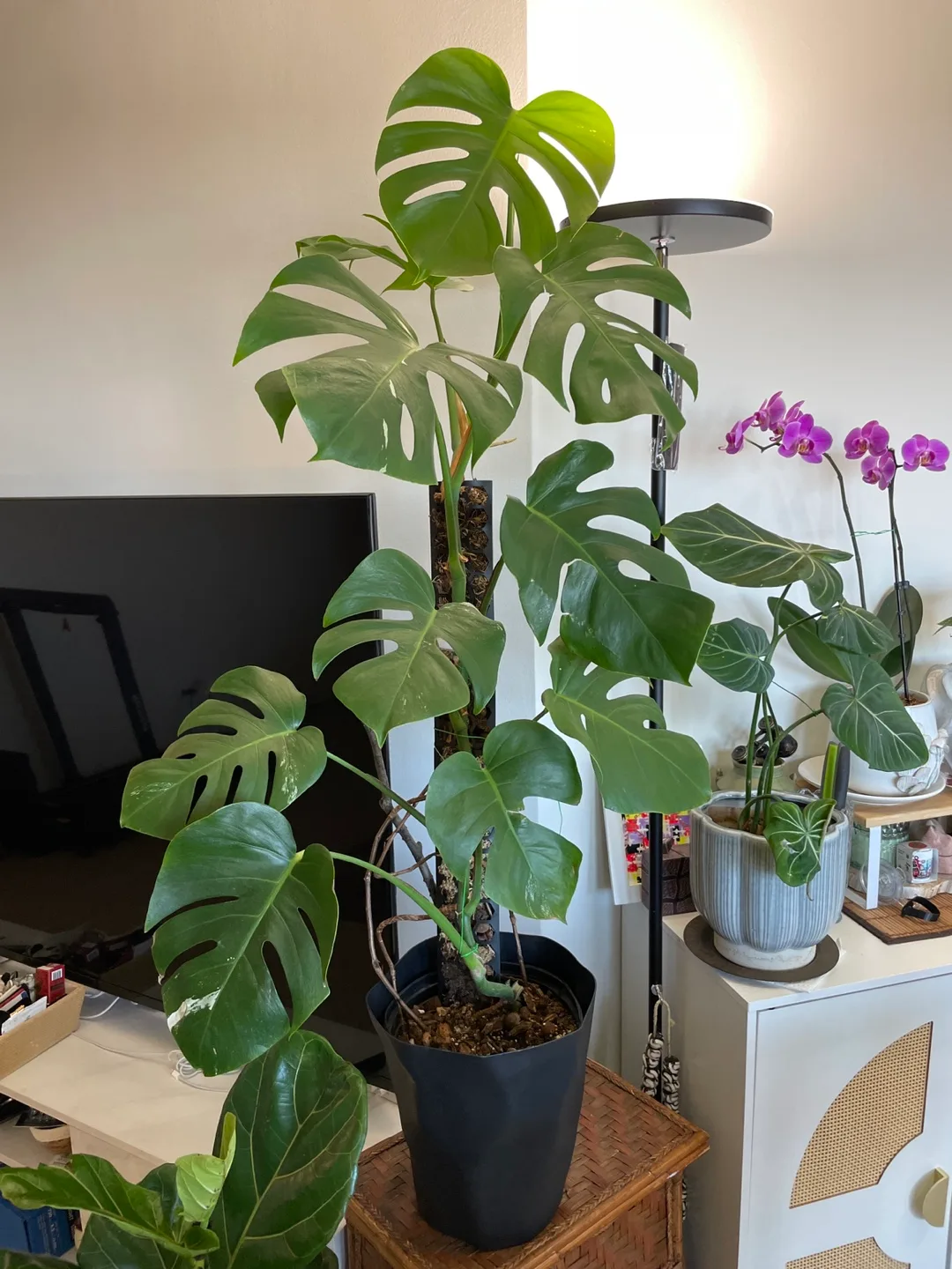 Monstera Plant 52” tall image indicator(4)