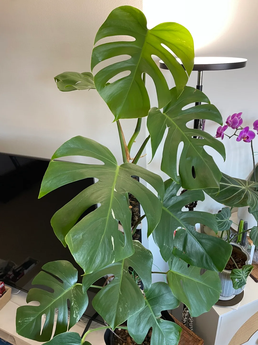 Monstera Plant 52” tall image indicator(2)