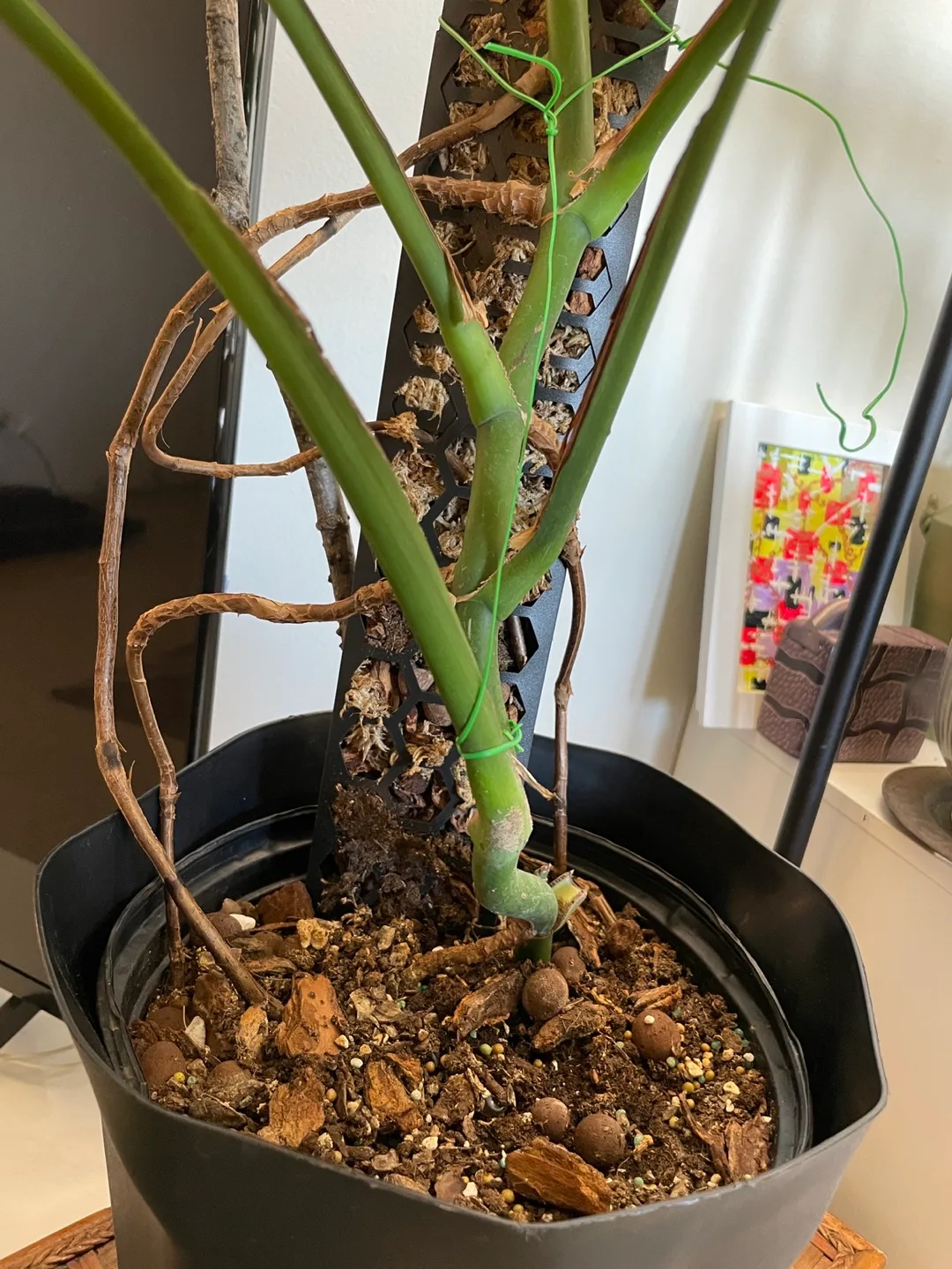 Monstera Plant 52” tall image indicator(3)