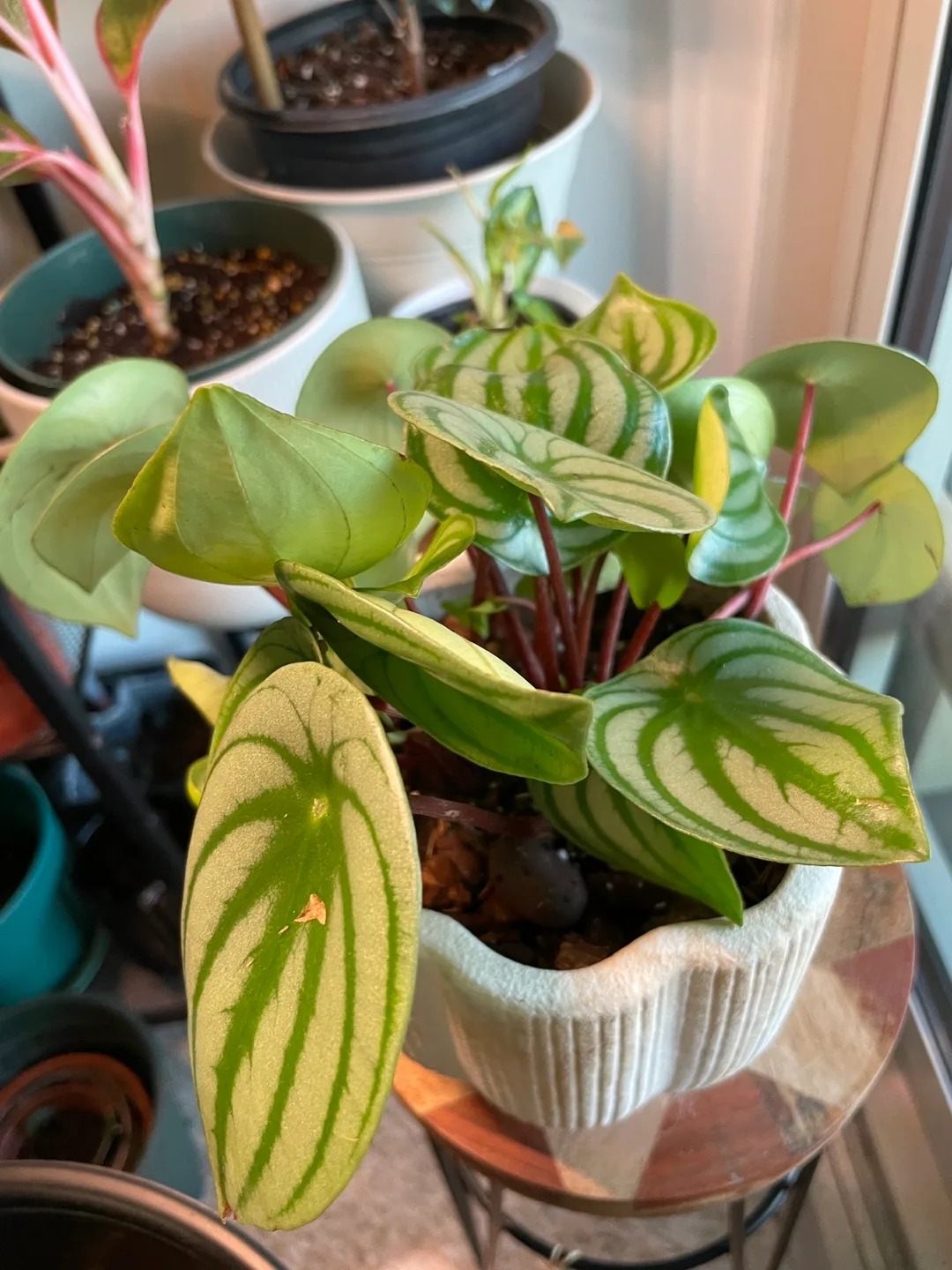 Watermelon Peperomia Plant image indicator(3)