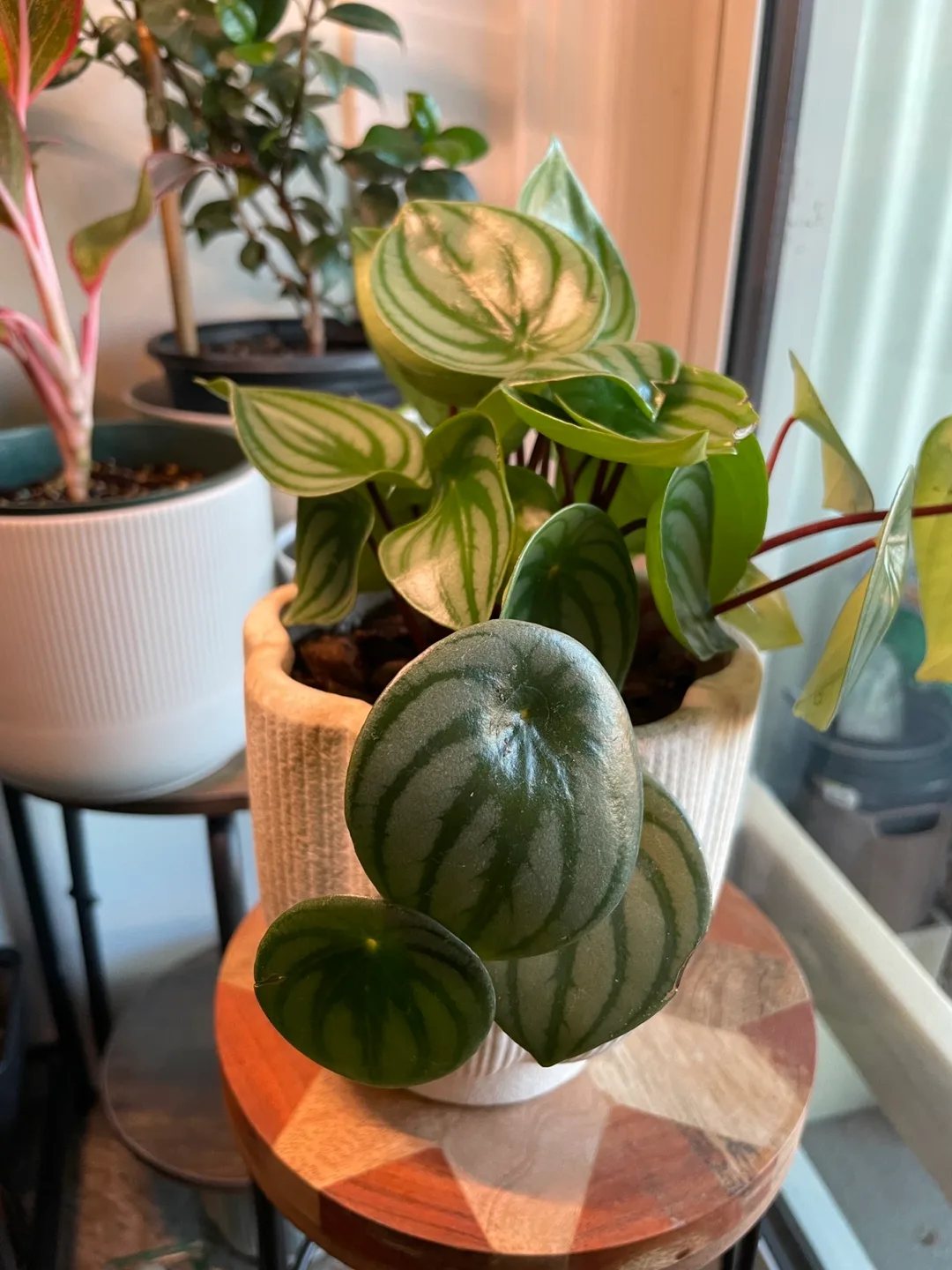 Watermelon Peperomia Plant image indicator(2)
