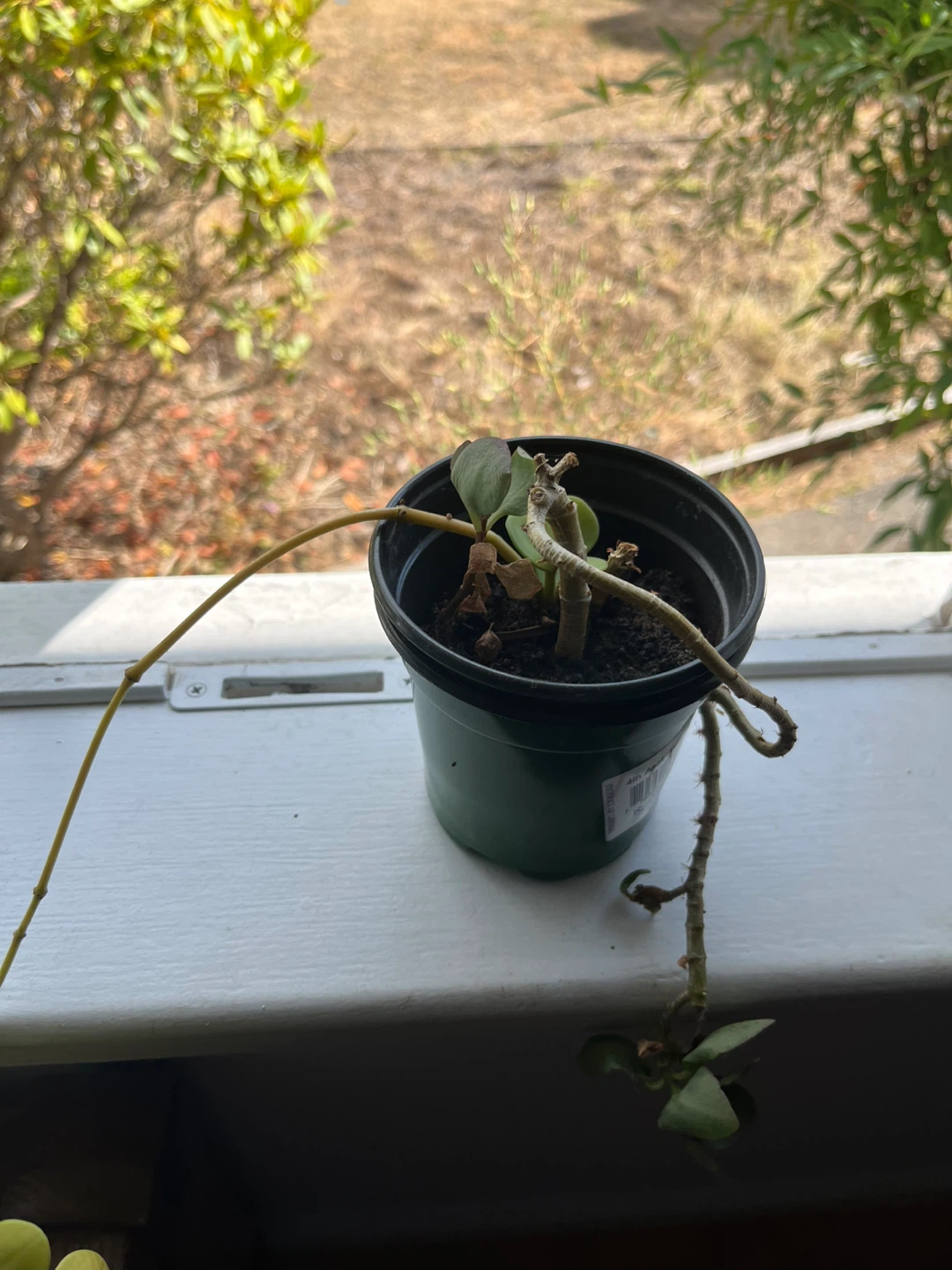 Potted Plants