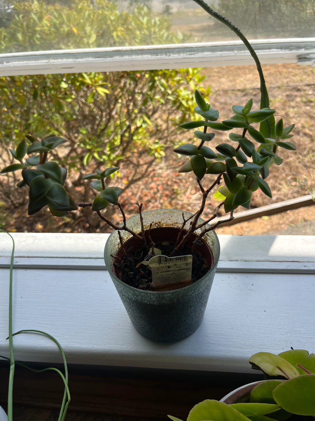 Potted Plants - photo 4