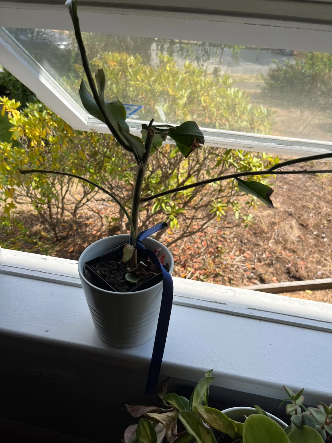 Potted Plants - photo 3