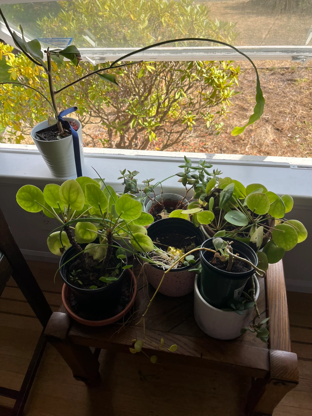 Potted Plants - photo 2