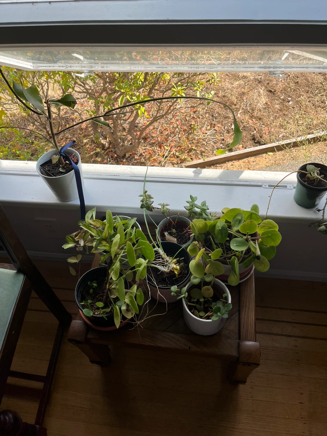 Potted Plants - photo 5