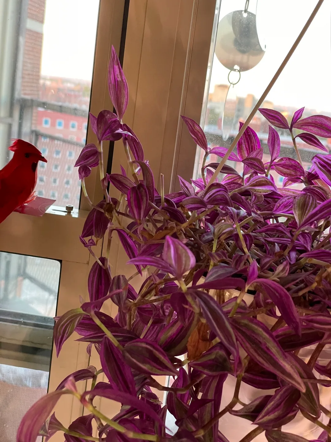 Hanging Basket Tradescantia Nanouk image indicator(3)