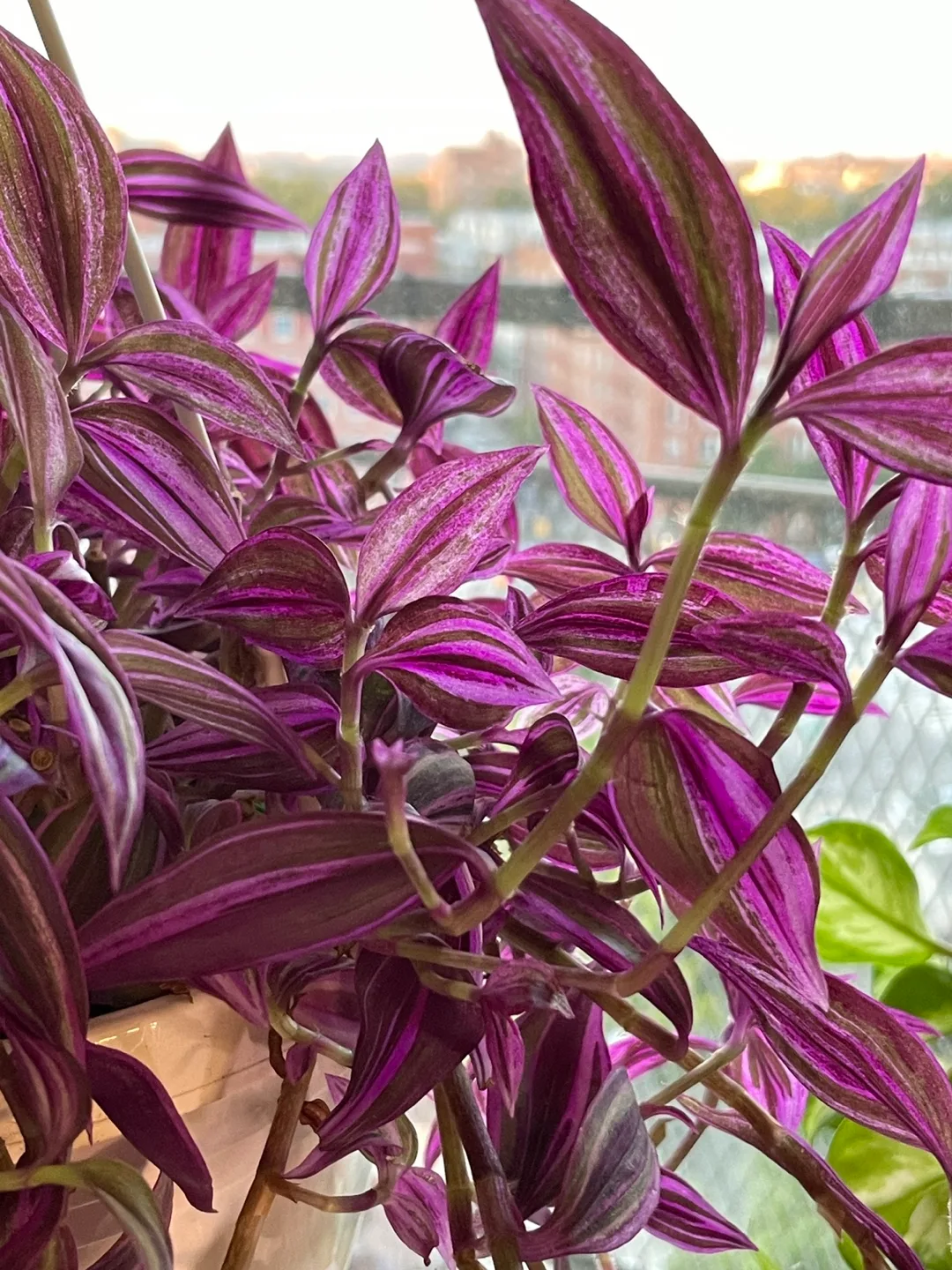 Hanging Basket Tradescantia Nanouk image indicator(2)