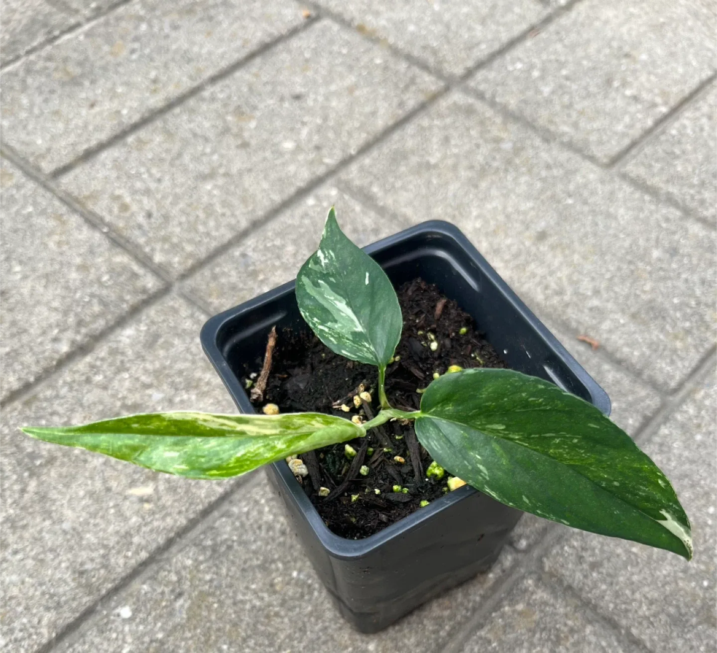 Well rooted Epipremnum Pinnatum Albo in a small pot thumbnail