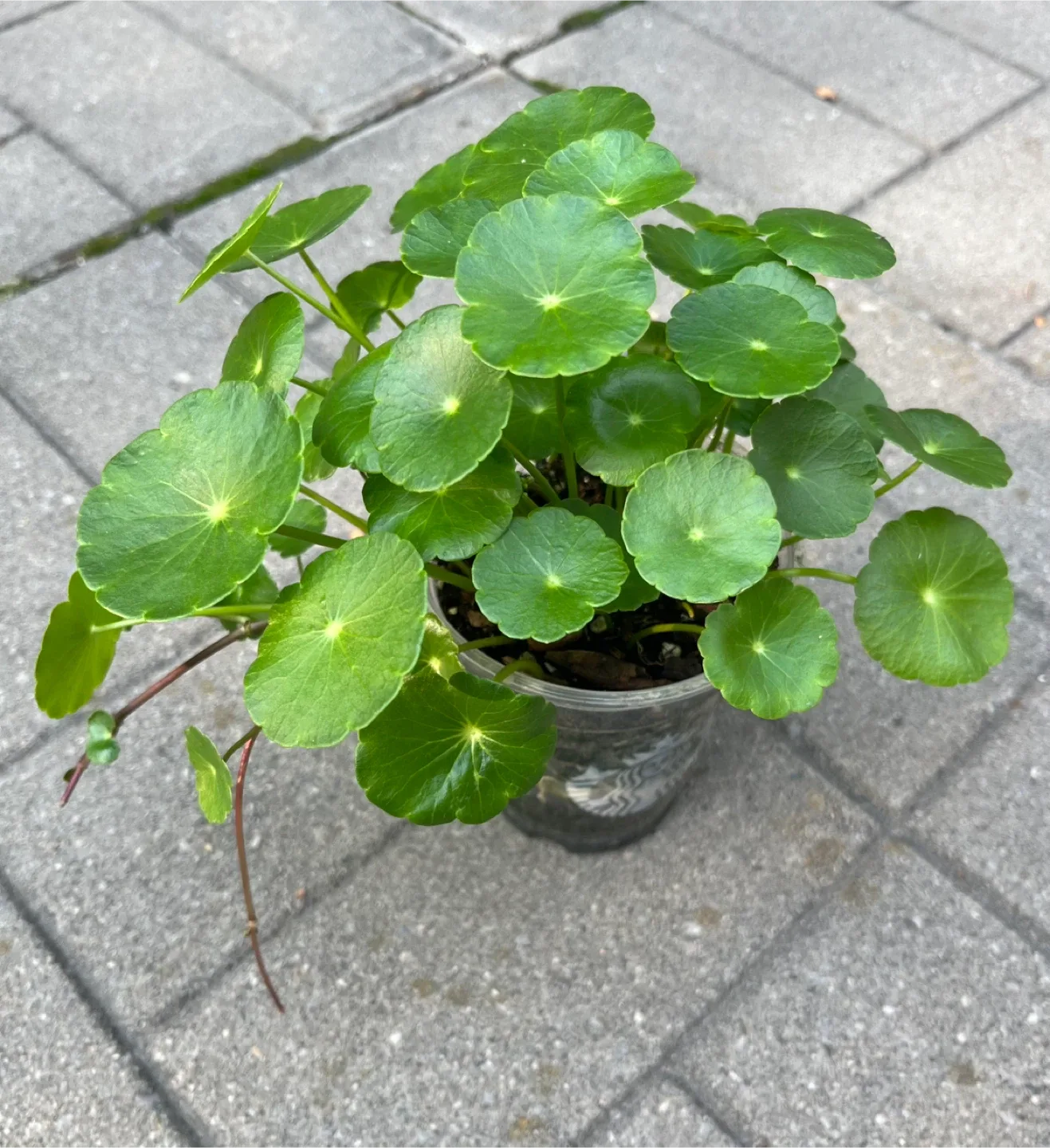 Marsh Pennywort/Chinese money plant in a cup thumbnail