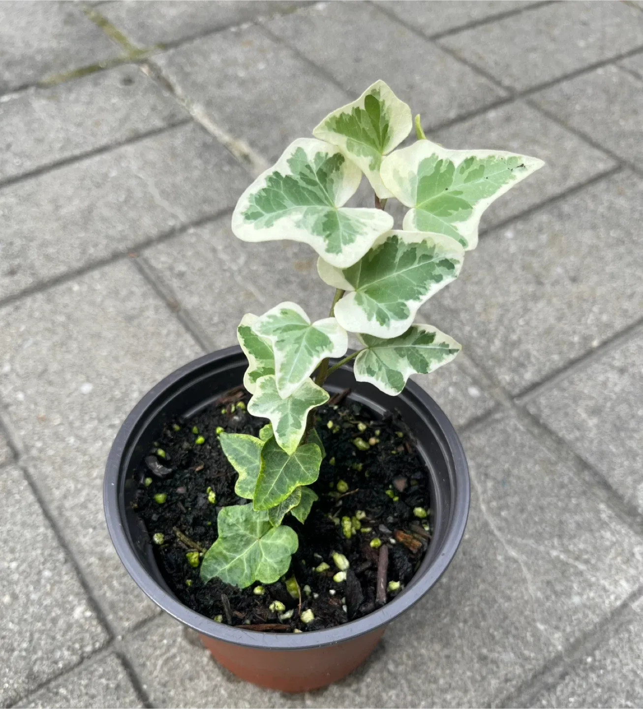 Variegated English Ivy Plant $5 each thumbnail